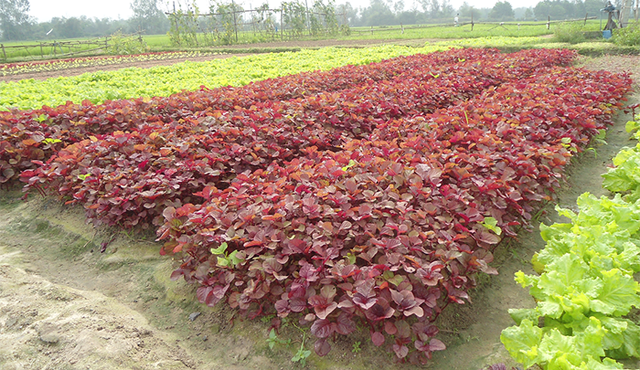 Việt Nam có loại rau nhiều sắt hơn thịt bò, được Trung Quốc quý như “vàng”: Tốt cho gan, bảo vệ tim- Ảnh 1.