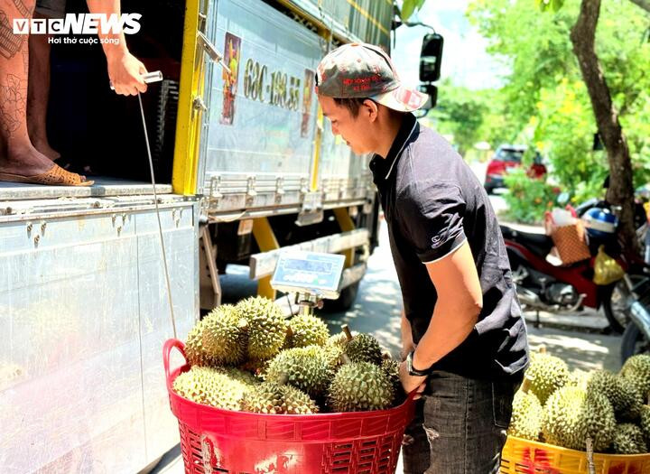 Nỗi oan sầu riêng 'nhúng thuốc' - 2