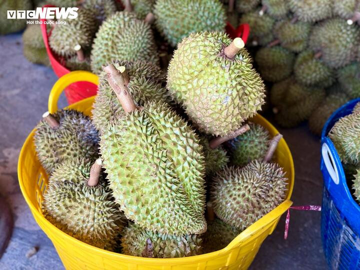 Nỗi oan sầu riêng 'nhúng thuốc' - 5