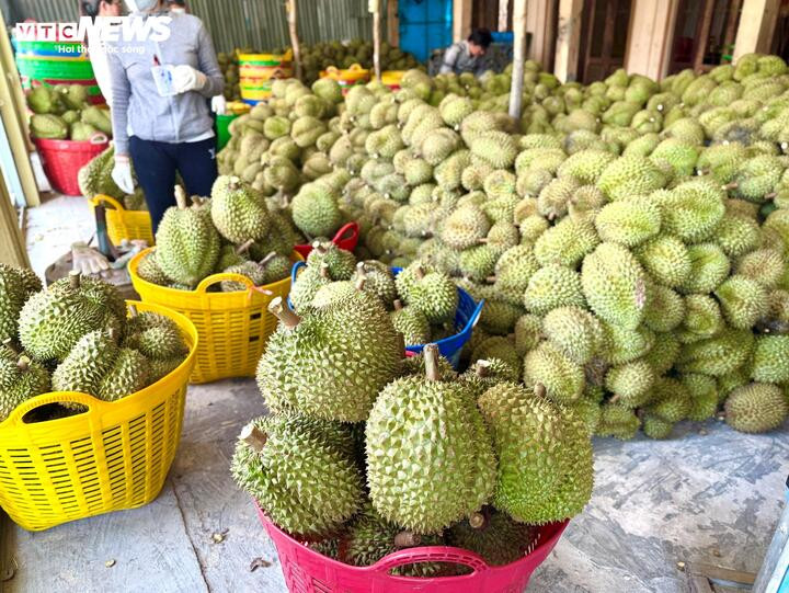 Nỗi oan sầu riêng 'nhúng thuốc' - 1