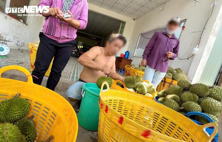 Xử lý thuốc - kỹ thuật thông thường dành cho sầu riêng sau thu hoạch.
