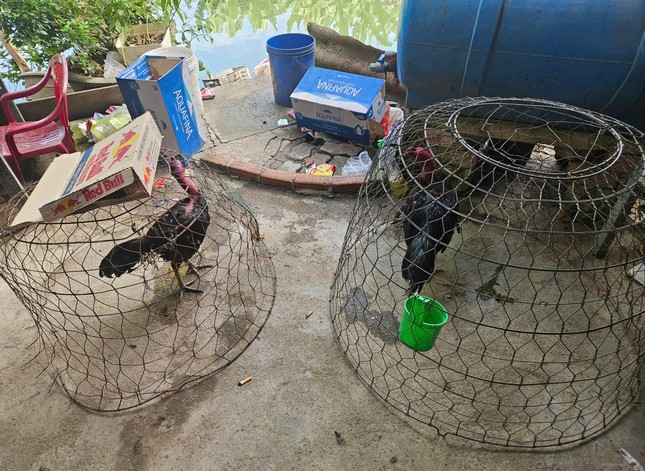 Triệt xóa tụ điểm đá gà quy mô liên tỉnh ở Đà Nẵng ảnh 5