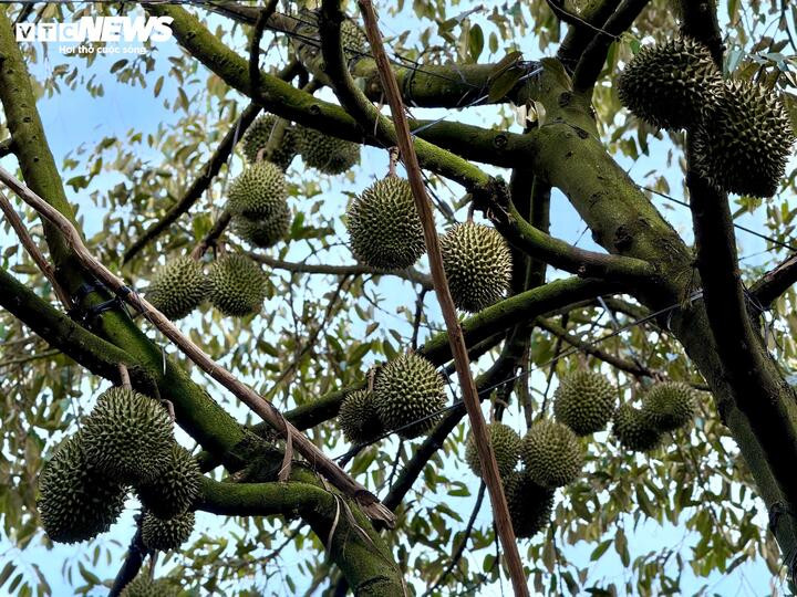 Sầu riêng ở Cai Lậy (Tiền Giang) đang vào chính vụ.
