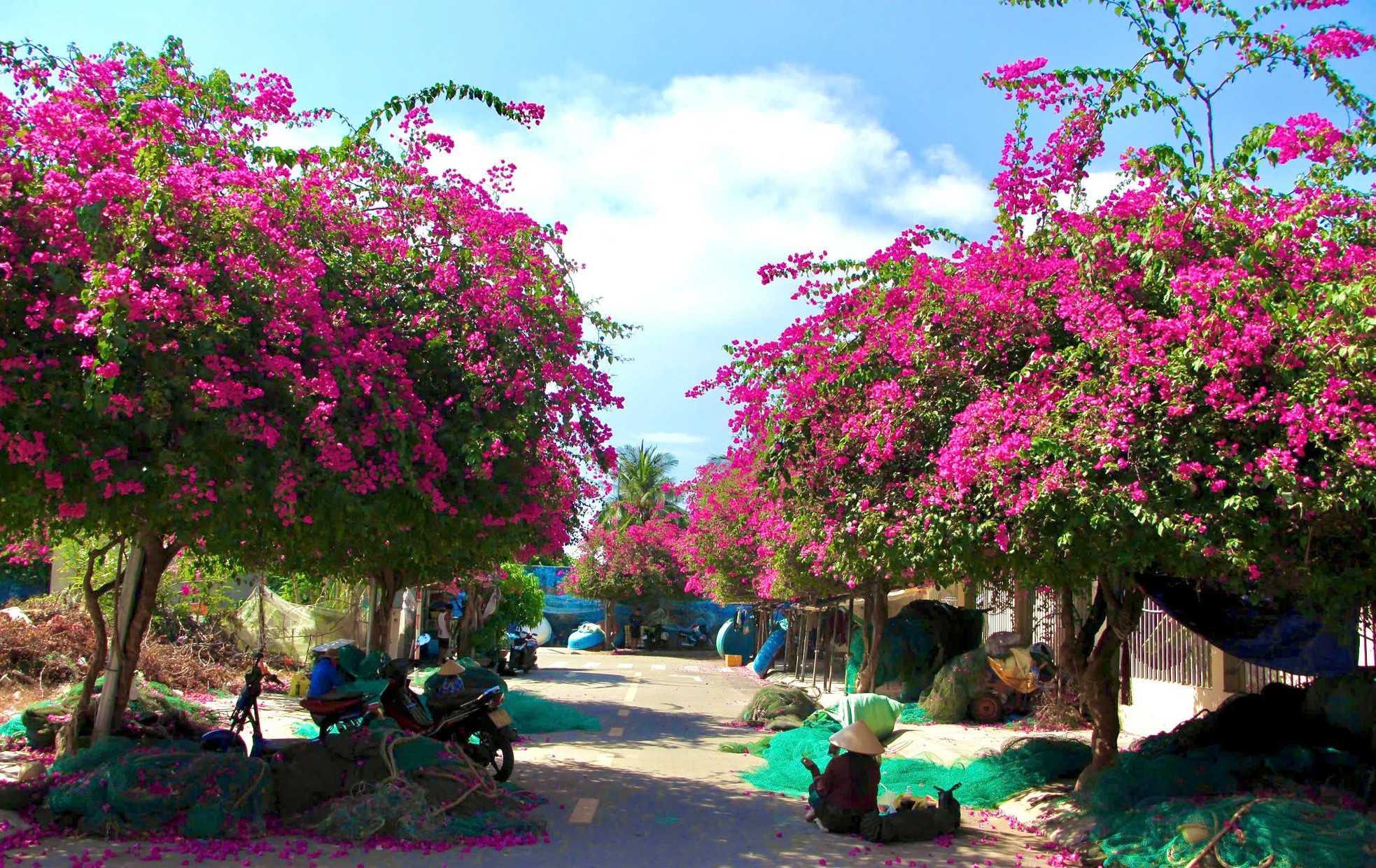 Du khách thích mê đường hoa giấy rực rỡ ở Nha Trang ảnh 2