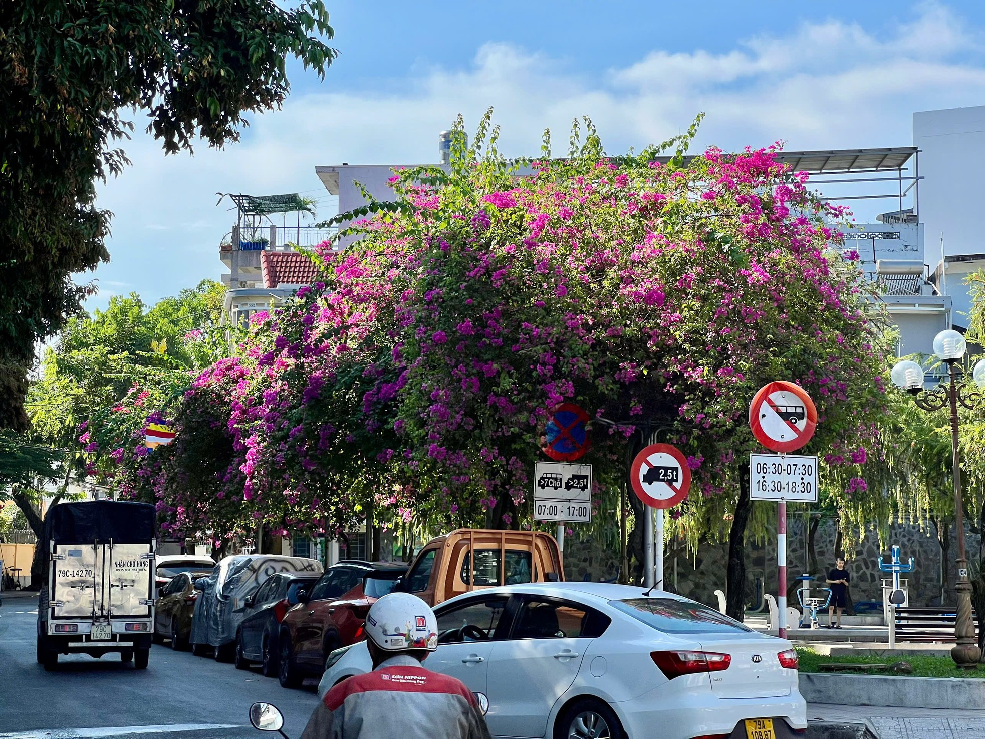 Du khách thích mê đường hoa giấy rực rỡ ở Nha Trang ảnh 10