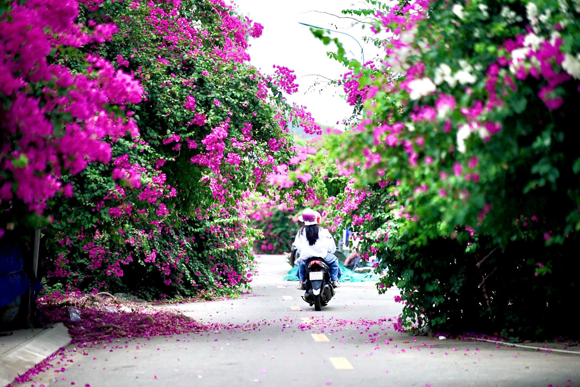 Du khách thích mê đường hoa giấy rực rỡ ở Nha Trang ảnh 1