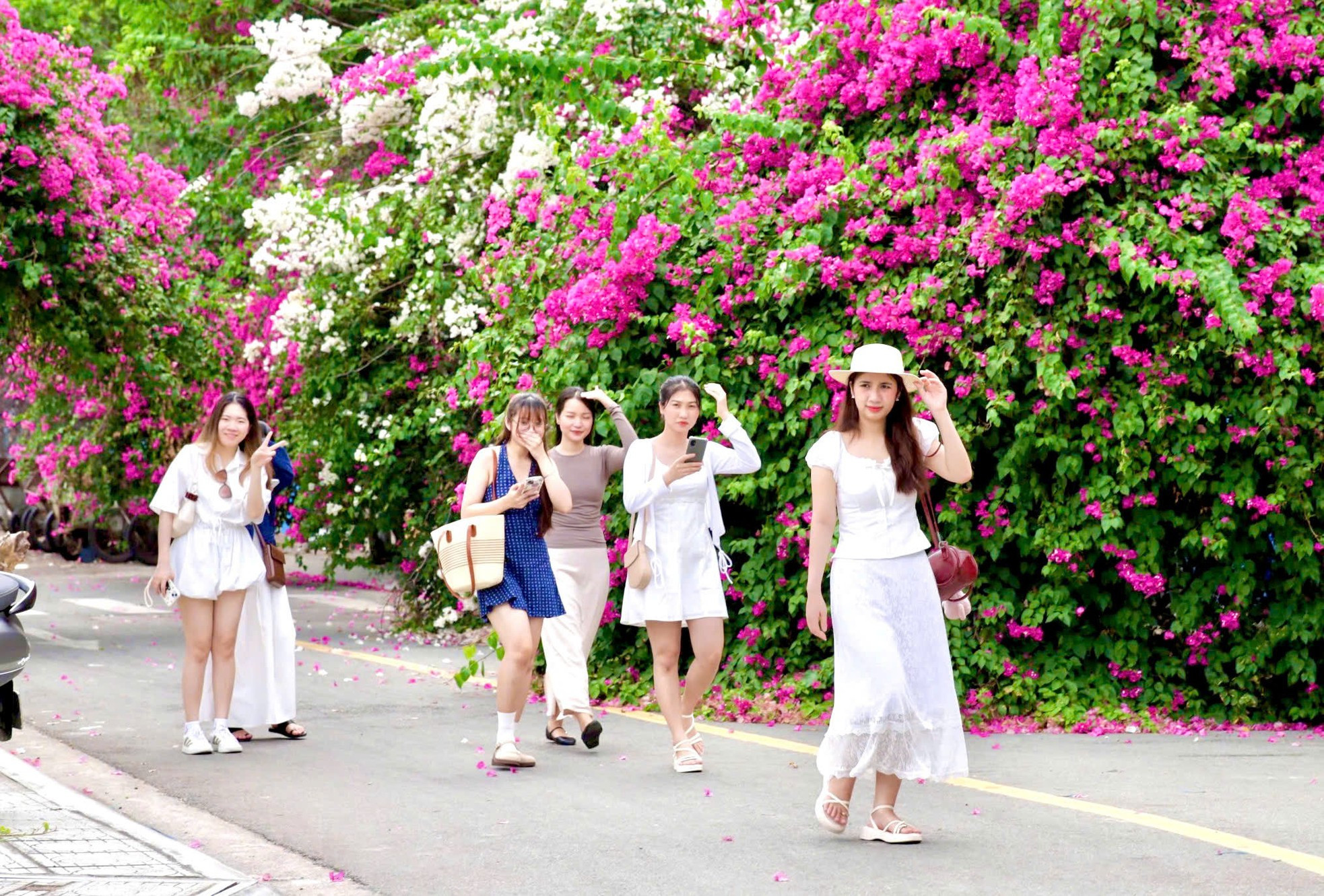 Du khách thích mê đường hoa giấy rực rỡ ở Nha Trang ảnh 3