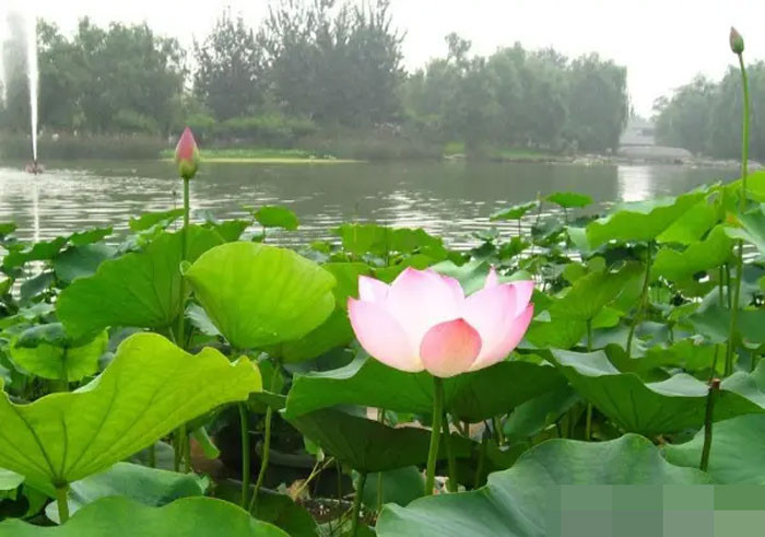 Trong hai tháng tới 4 con giáp gặp điều tốt lành hoa đào nở rộ sự nghiệp thăng tiến tình tiền viên mãn
