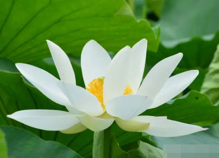 Trong hai tháng tới 4 con giáp gặp điều tốt lành hoa đào nở rộ sự nghiệp thăng tiến tình tiền viên mãn
