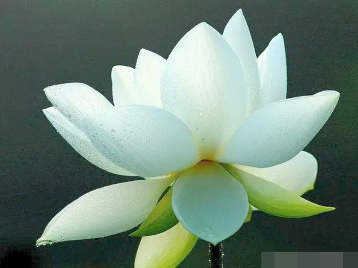 Trong hai tháng tới 4 con giáp gặp điều tốt lành hoa đào nở rộ sự nghiệp thăng tiến tình tiền viên mãn