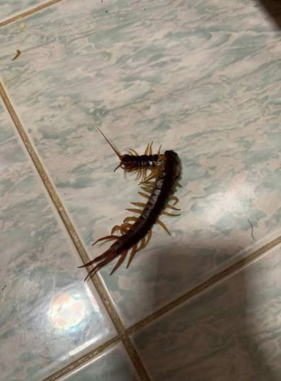 Con gái 3 tuổi đột nhiên hét lên đau đớn giữa đêm, mẹ bước vào phòng thì sốc nặng- Ảnh 1.