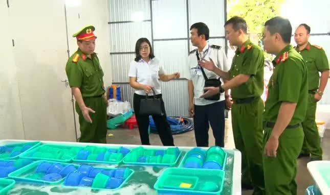 Khánh Hòa tiêu hủy 850.000 con tôm hùm giống nhập lậu, trị giá 34 tỷ đồng- Ảnh 1.