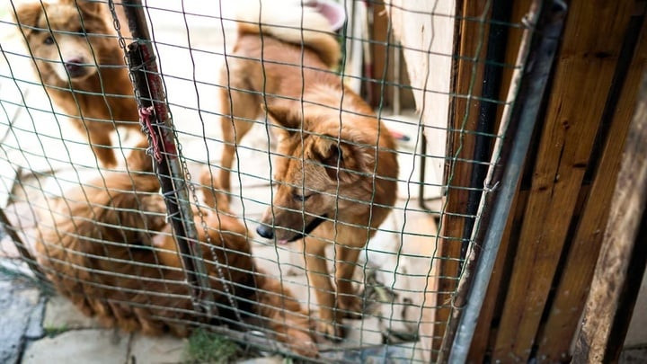 Người phụ nữ nhận nuôi chó cứu hộ chỉ để giết mổ và ăn thịt chúng. (Ảnh: Shutterstock)