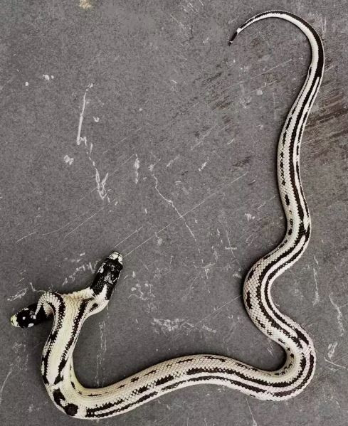 Con rắn 2 đầu quý hiếm giá 1,3 tỷ đồng, chủ nhân quyết không bán- Ảnh 2.