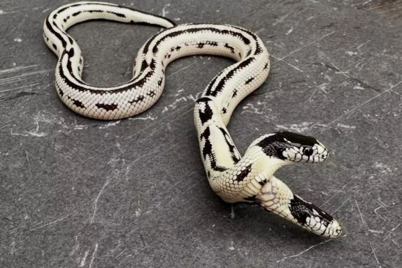 Con rắn 2 đầu quý hiếm giá 1,3 tỷ đồng, chủ nhân quyết không bán- Ảnh 1.