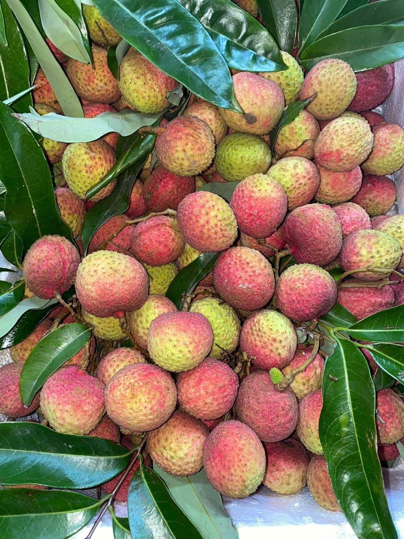 Vải u đầu mùa giá cao chót vót nhưng vẫn đắt khách tìm mua- Ảnh 12.