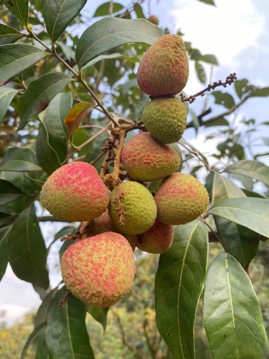 Vải u đầu mùa giá cao chót vót nhưng vẫn đắt khách tìm mua- Ảnh 3.