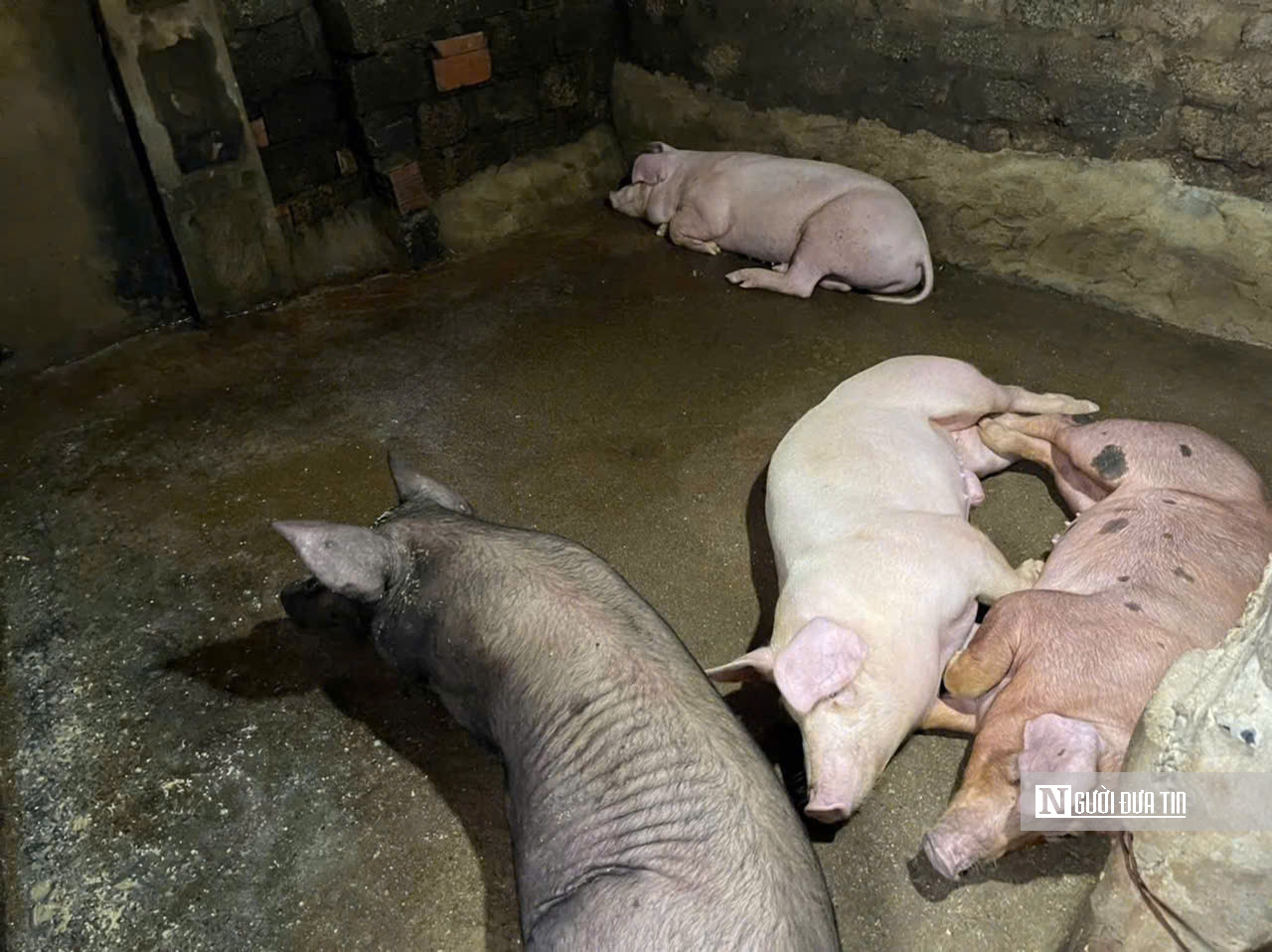 Dịch tả lợn châu Phi bùng phát ở Nghệ An, nhiều nơi diễn biến phức tạp- Ảnh 2.