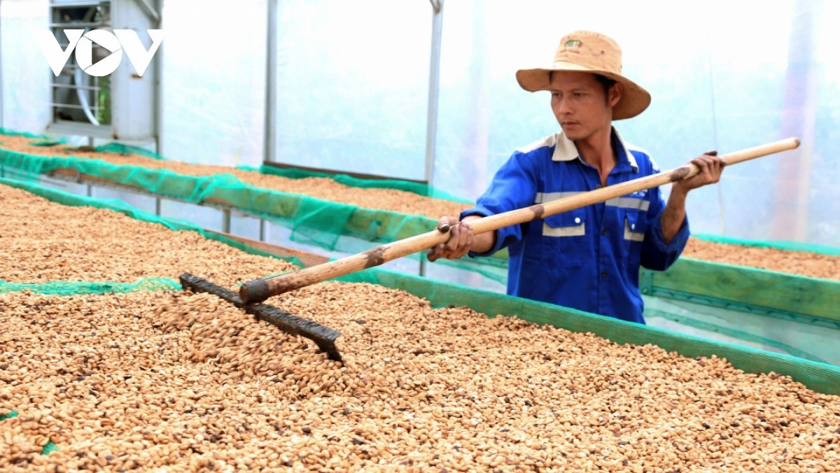 gia ca phe hom nay 26 5 ca phe trong nuoc di ngang, cao nhat 122.500 dong kg hinh anh 1