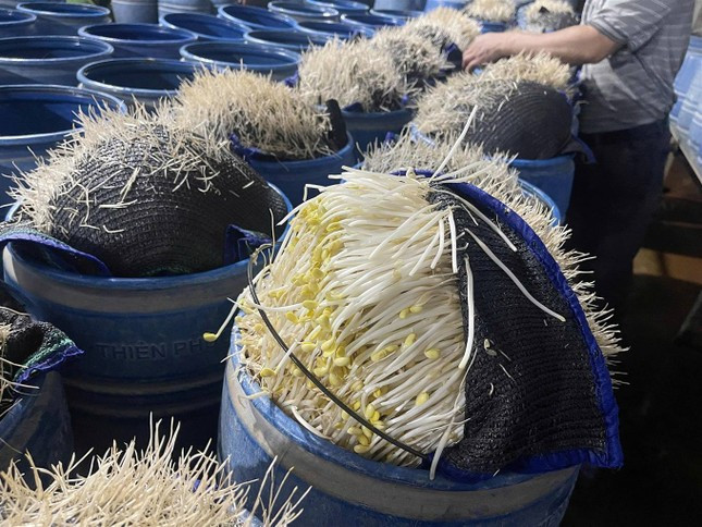 Lạnh người với quy trình sản xuất hàng giá đỗ ngậm hóa chất độc hại ảnh 3