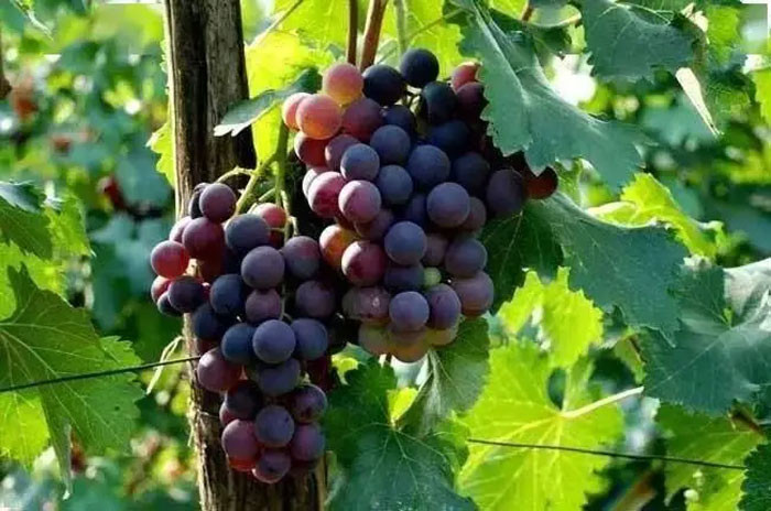 Bậc thầy giải độc không phải hoa cúc mà là loại này ăn nhiều hơn mỗi ngày có thể tăng cường chức năng gan