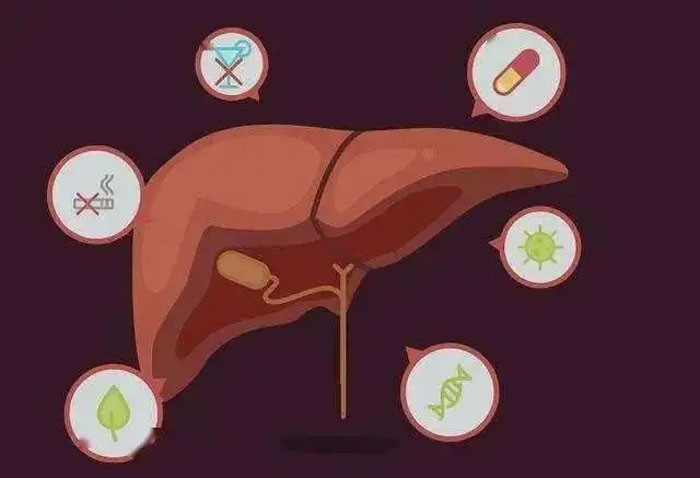 Bậc thầy giải độc không phải hoa cúc mà là loại này ăn nhiều hơn mỗi ngày có thể tăng cường chức năng gan