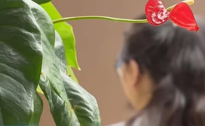 Bỏ tiền tỷ vào app tài chính lừa đảo, nhà đầu tư cay đắng được trả bằng thịt bò- Ảnh 2.