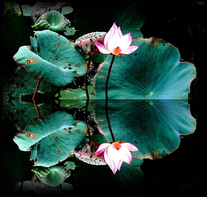 Nhìn vào thân và tâm, thực hành chánh niệm để “diệt sâu bọ” trong tâm. (Ảnh: Phatgiao.org.vn)