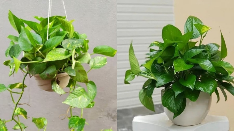 Cây trầu bà có công dụng tốt với sức khỏe và mang ý nghĩa về mặt phong thủy. Ảnh minh họa