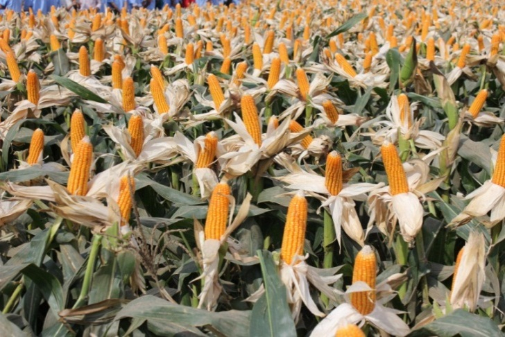 Ngậm ngùi thanh toán trước 42 tỷ đồng, người phụ nữ vẫn “mất trắng” 4.500 tấn hàng bèn khởi kiện đối tác, tòa án: