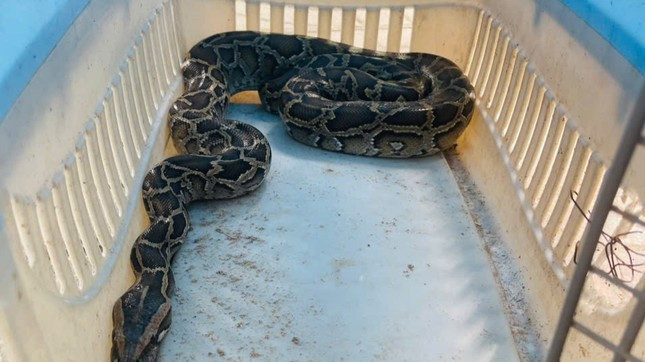 Trăn gấm dài hơn 1,5m 'đột kích' trang trại ở Hà Tĩnh nuốt chửng 10 con gà ảnh 2