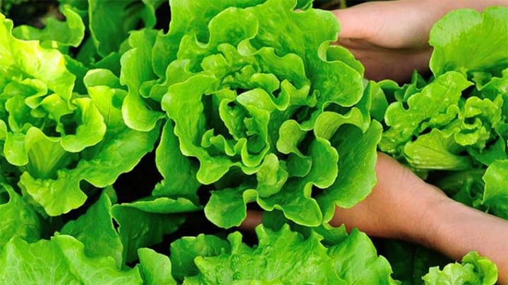 Những loại rau mùa hè dễ nhiễm ký sinh trùng - Ảnh 1.