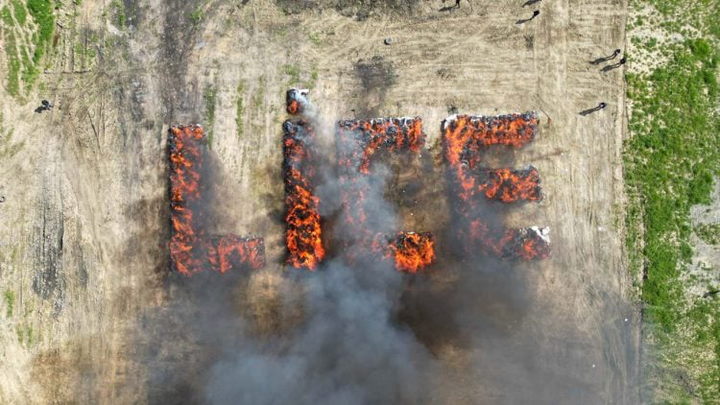 Cảnh sát thậm chí còn sắp xếp cần sa thành tên thị trấn Lice.