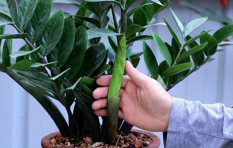 Những điều kiêng kỵ trước cửa nhà cần tránh nếu không muốn gia đình bất hòa, làm mãi không giàu - Ảnh 6.