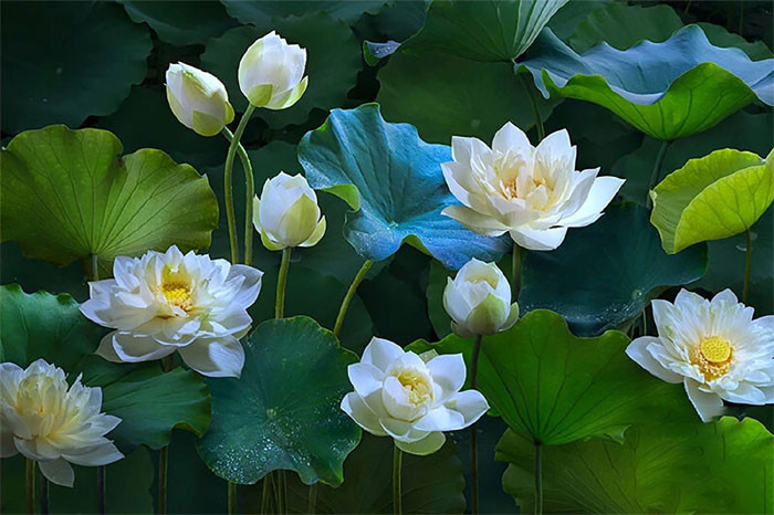 3 con giáp tài lộc thịnh vượng đến cuối năm tuổi Ngọ có quý nhân giúp đỡ tiền bạc