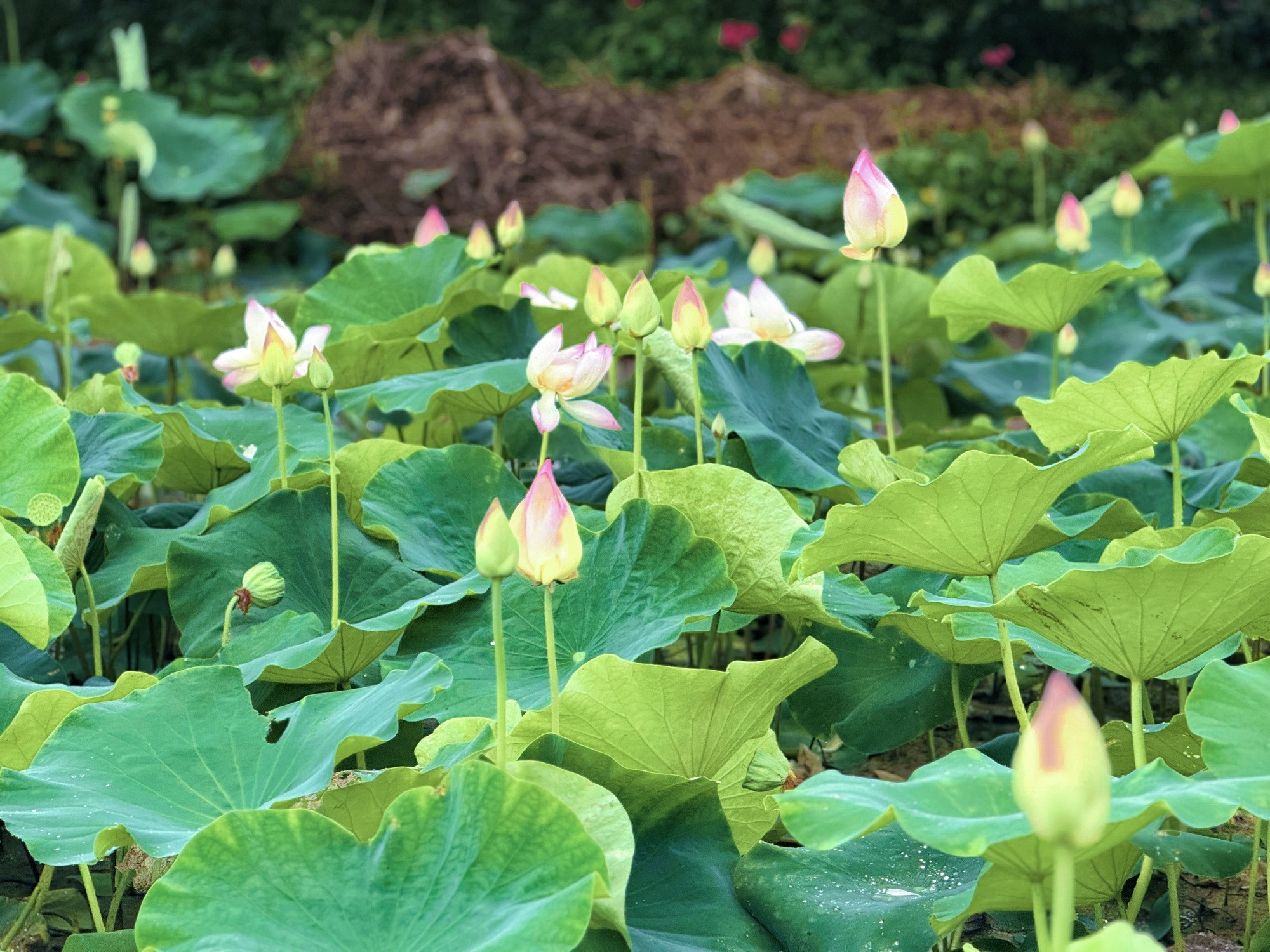 đầm sen Hang Múa