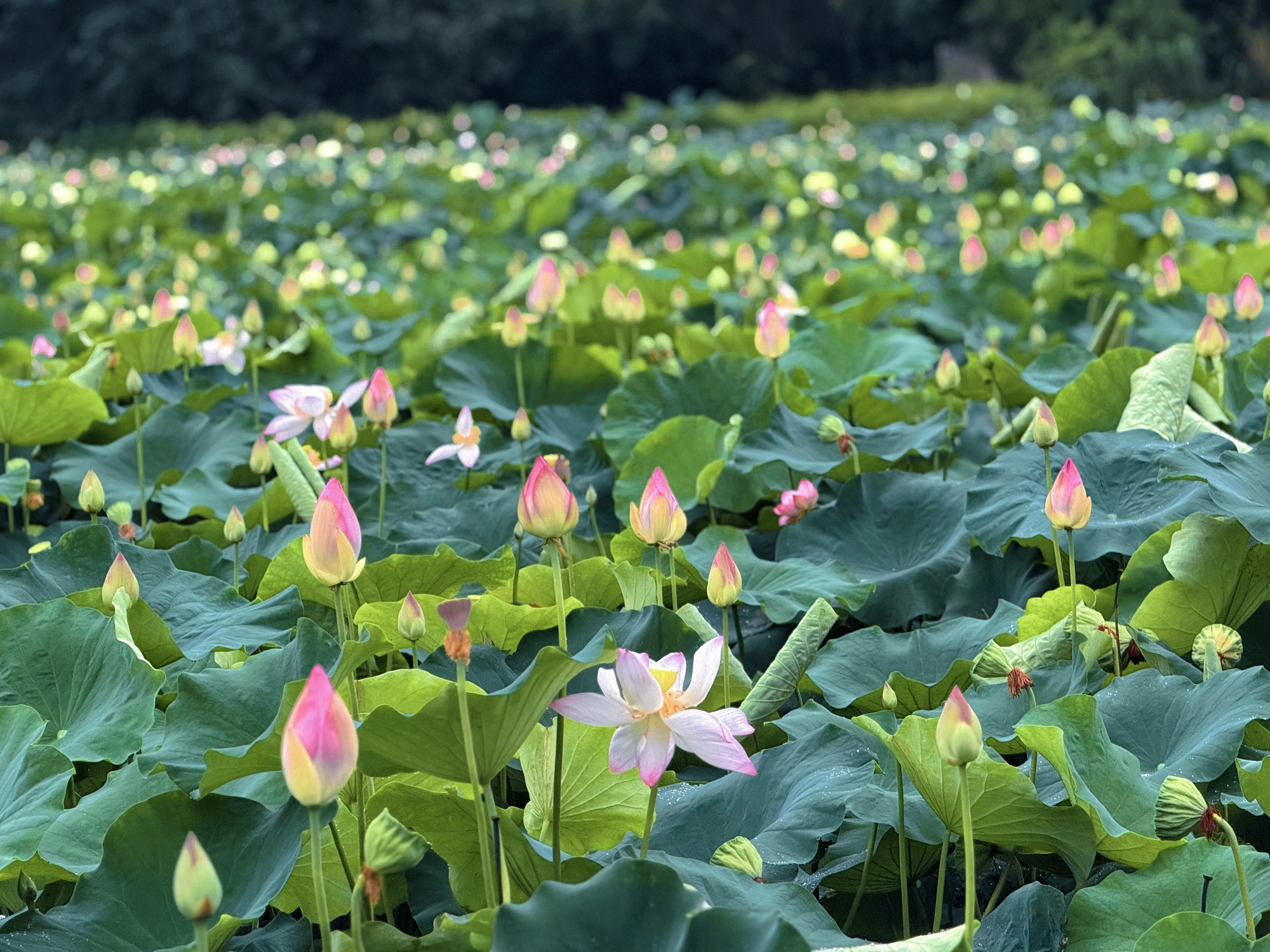 Đầm sen Hang Múa - Ảnh 6.