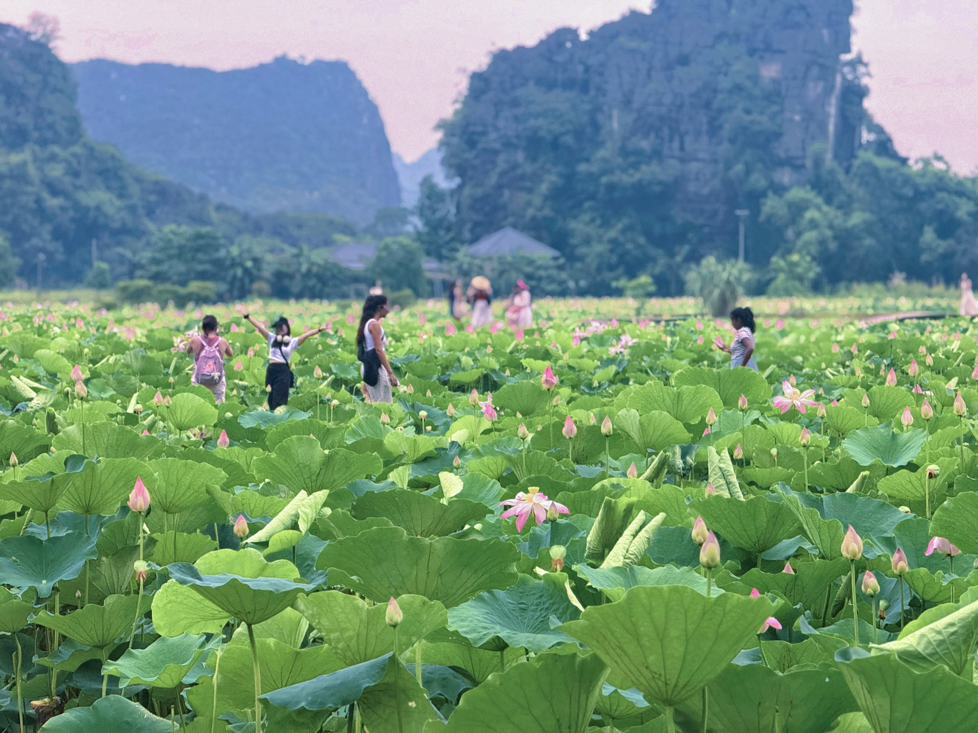 Đầm sen Hang Múa - Ảnh 10.