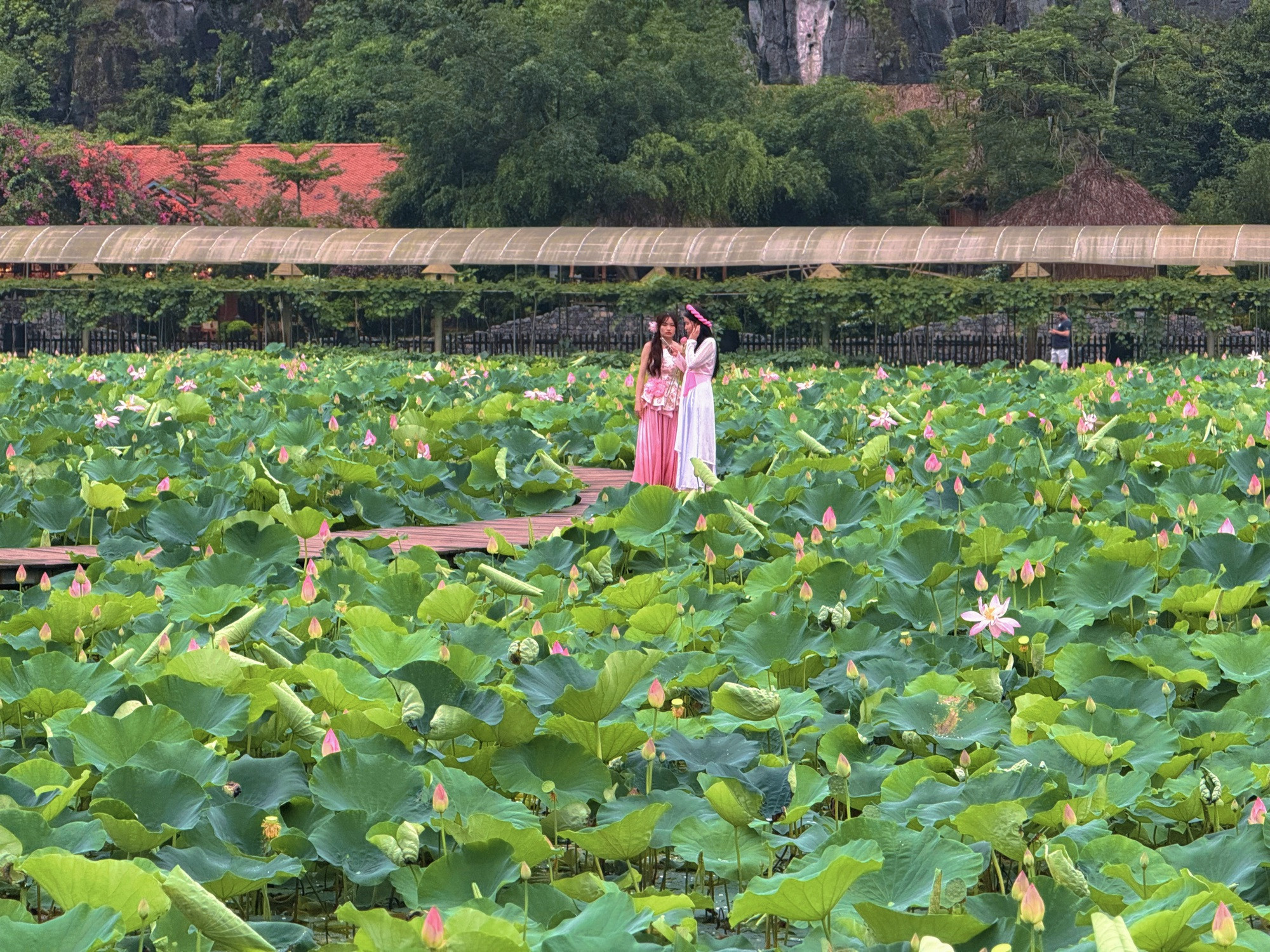 Đầm sen Hang Múa - Ảnh 15.