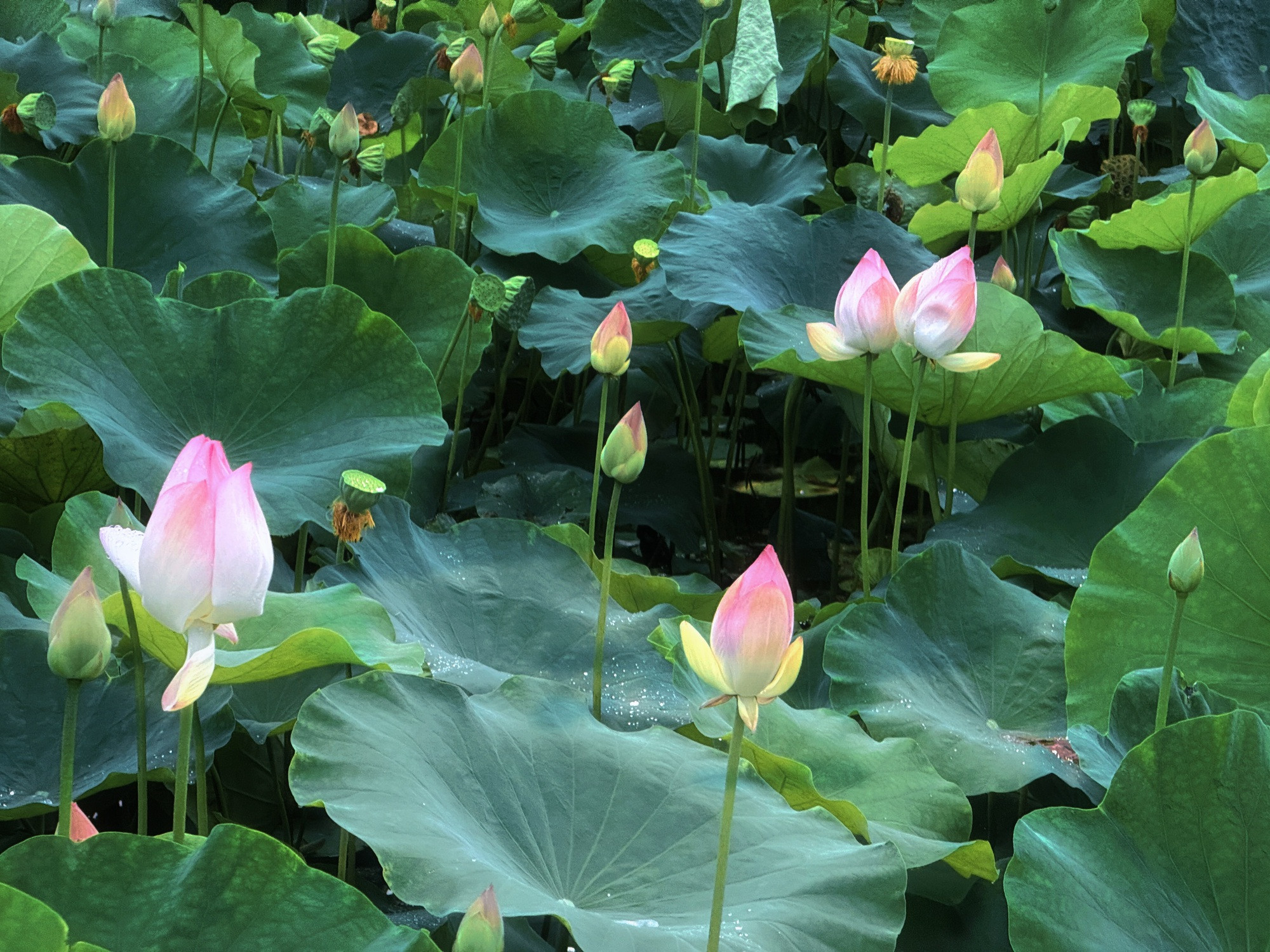 Đầm sen Hang Múa - Ảnh 2.