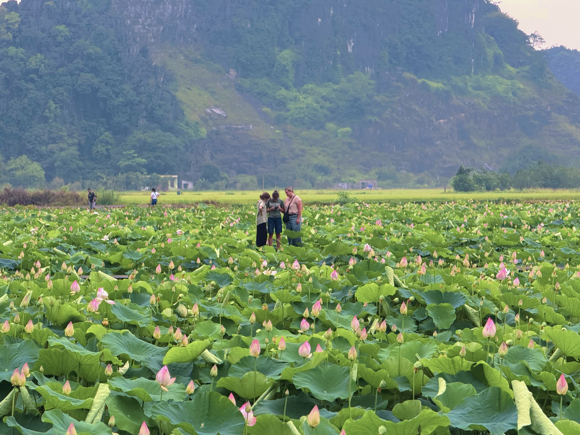 Đầm sen Hang Múa - Ảnh 18.