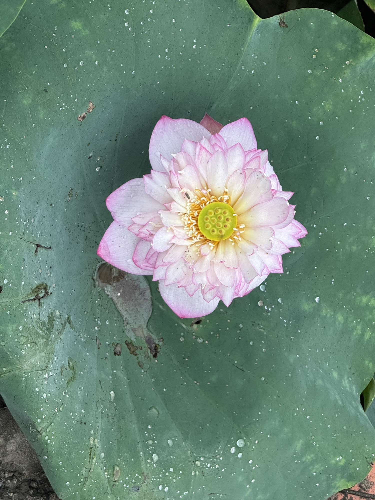 Đầm sen Hang Múa - Ảnh 3.