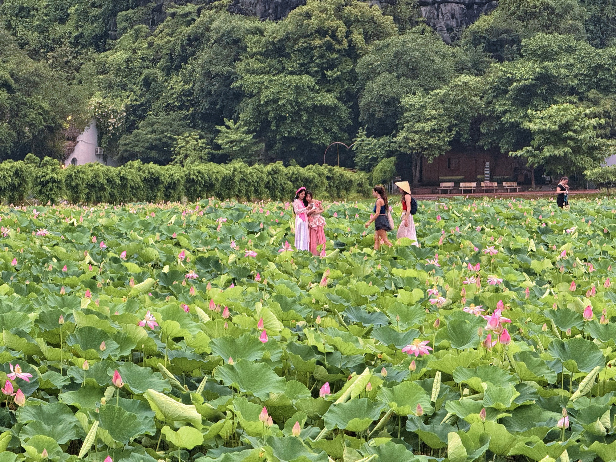 Đầm sen Hang Múa - Ảnh 21.