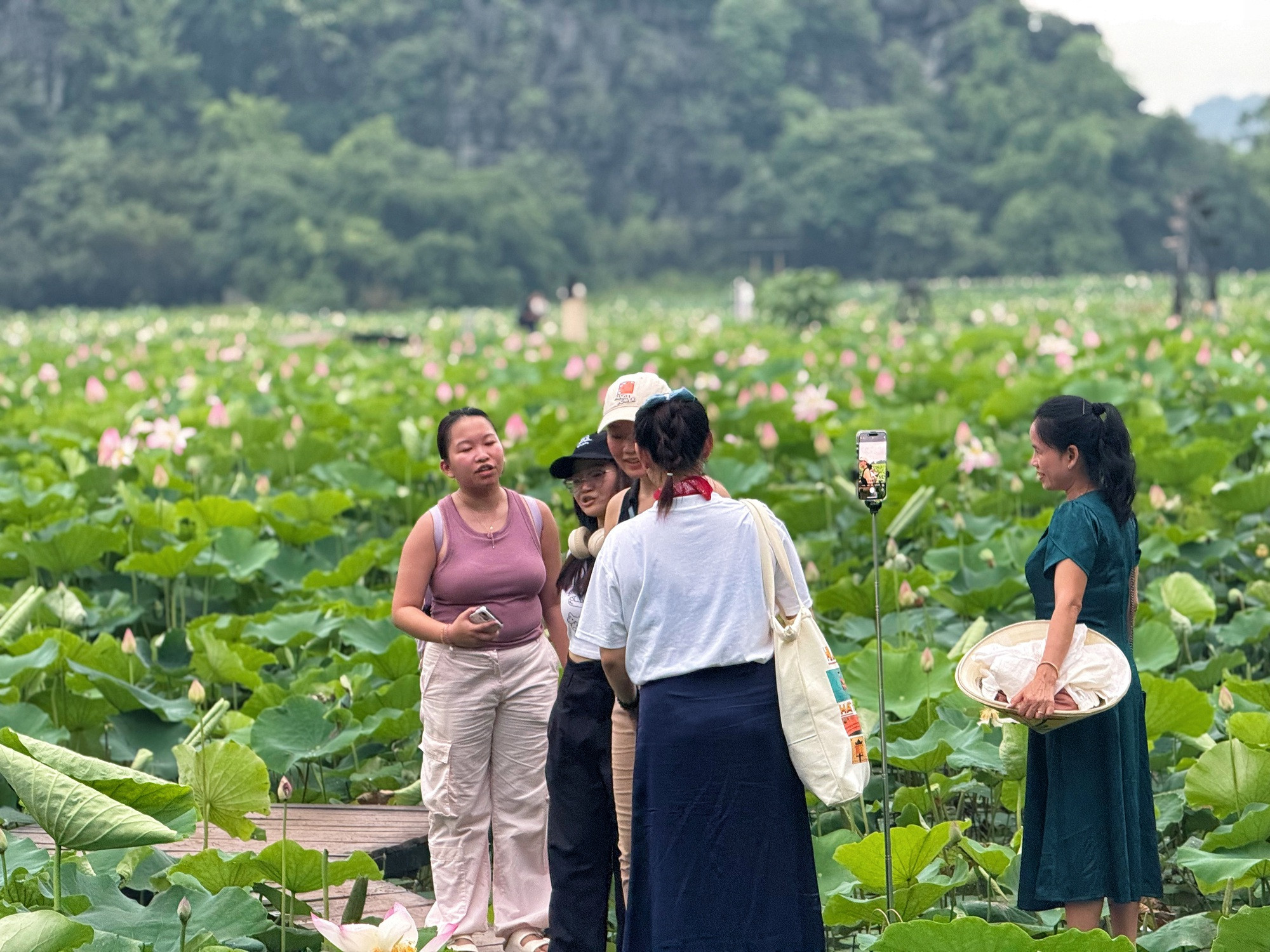 Đầm sen Hang Múa - Ảnh 11.