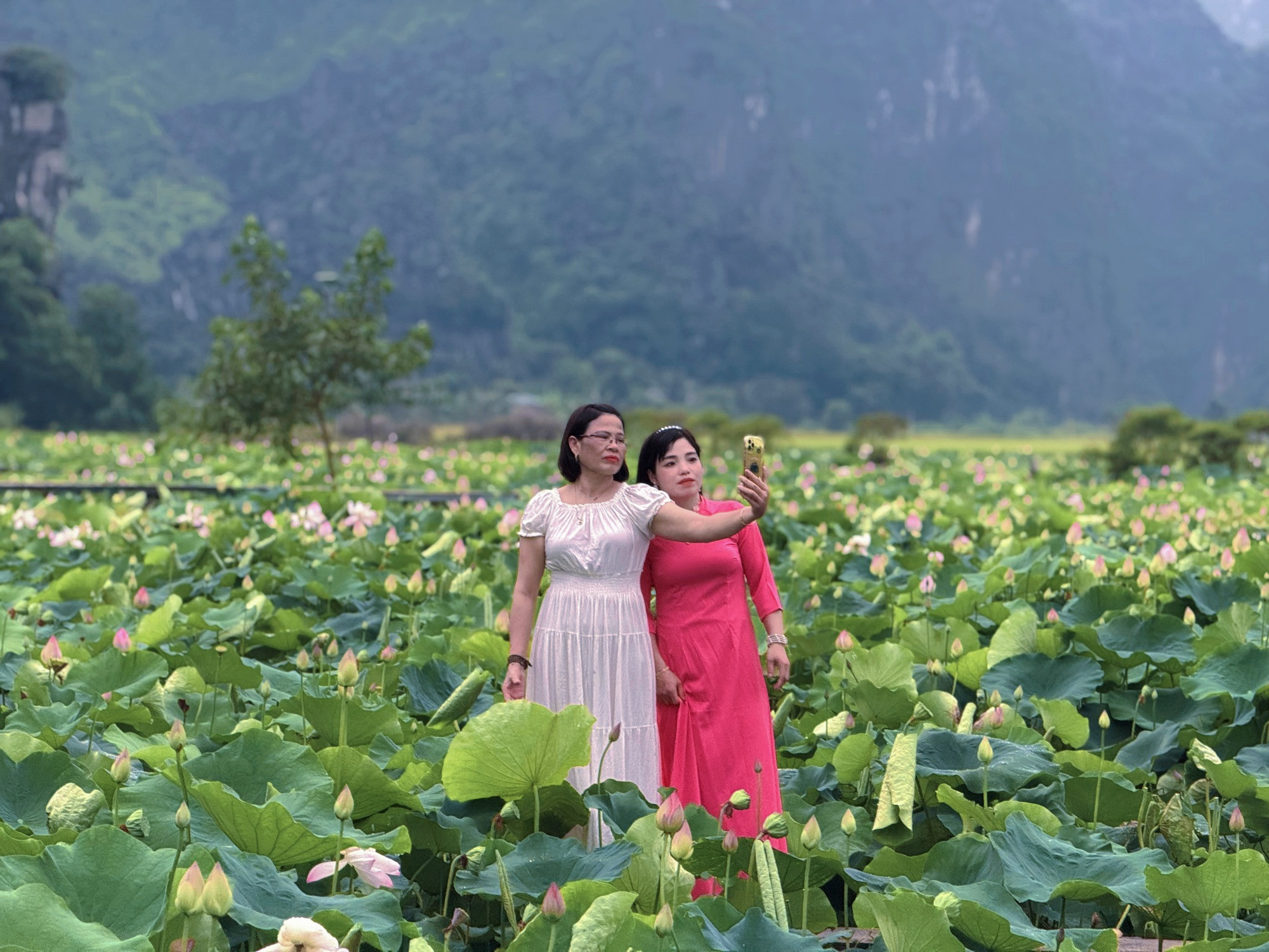 Đầm sen Hang Múa - Ảnh 14.