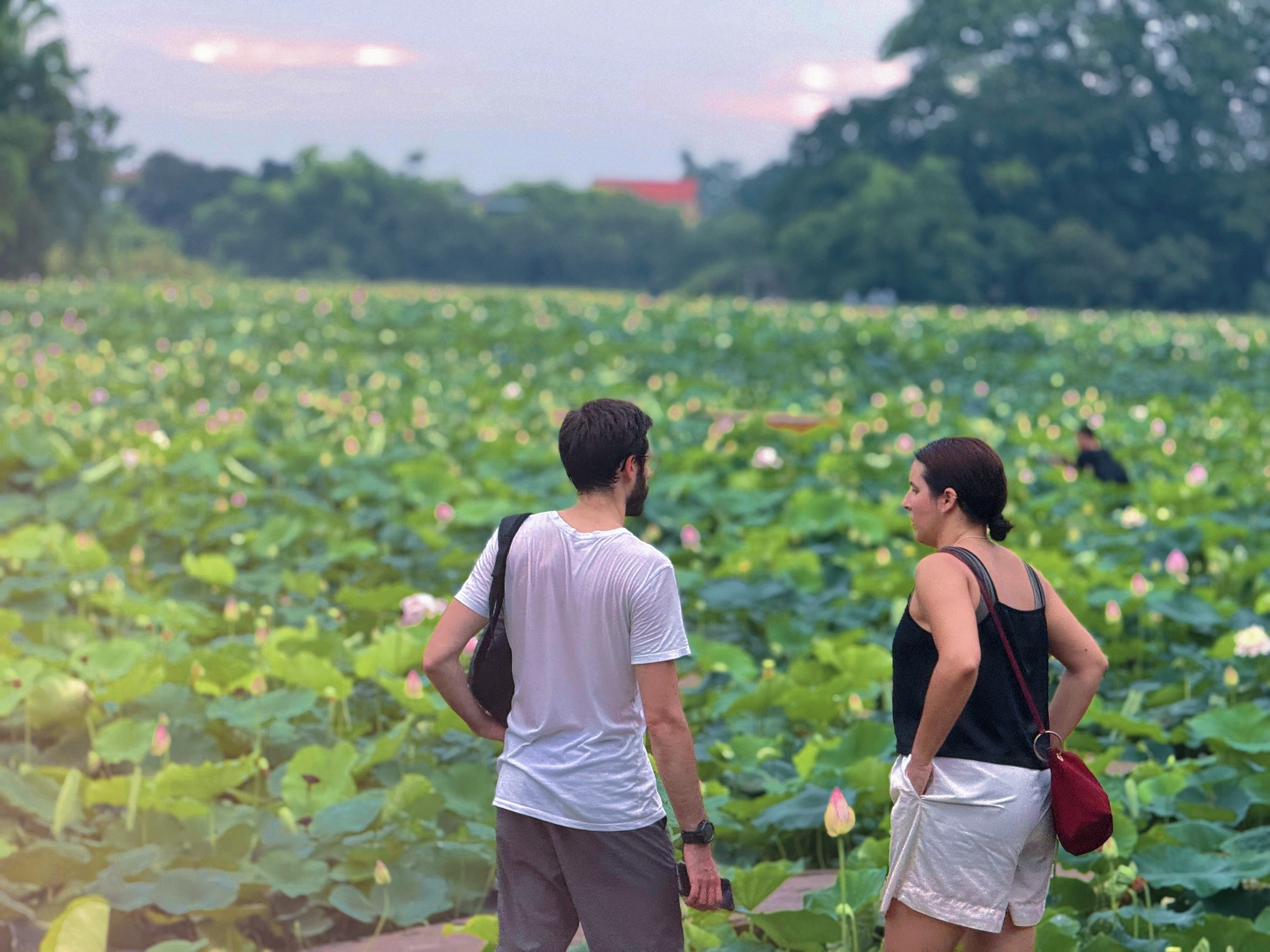 Đầm sen Hang Múa - Ảnh 16.