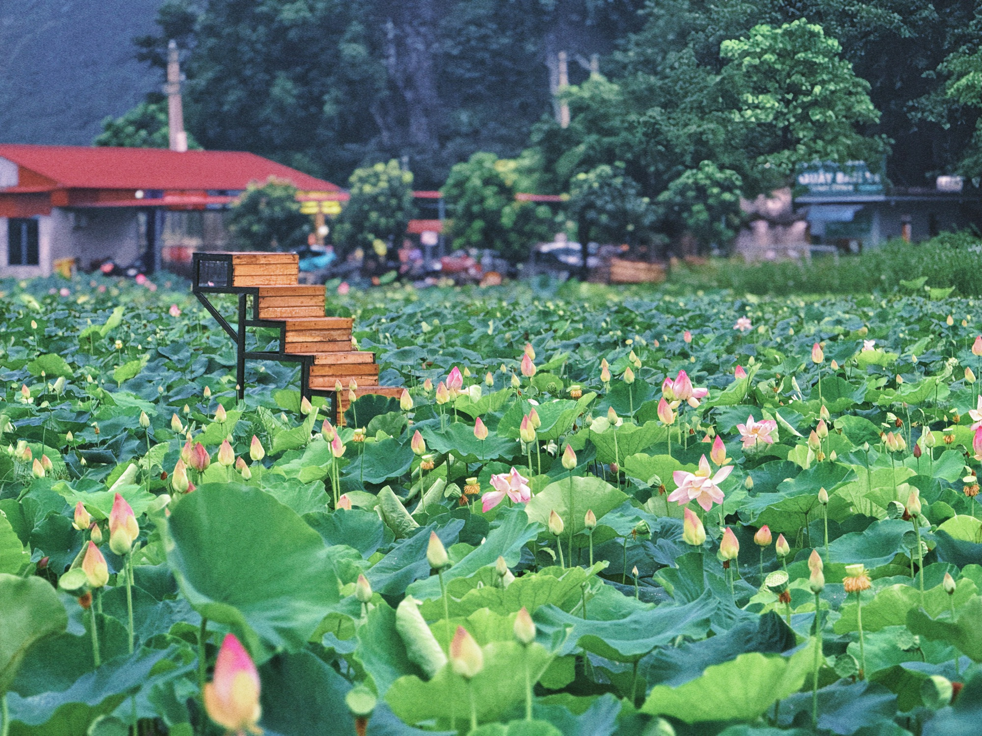 Đầm sen Hang Múa - Ảnh 4.