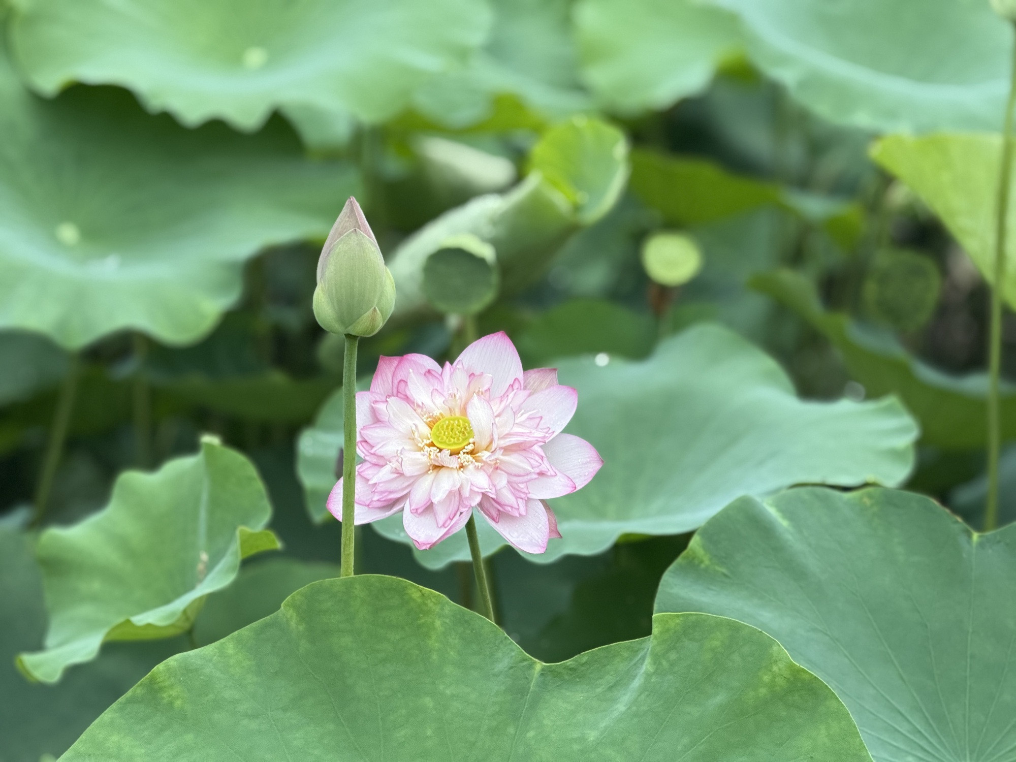 Đầm sen chưa kịp nở, hội mê ảnh đẹp đã ùn ùn đổ về Hang Múa check-in cực 'cháy' - Ảnh 10.