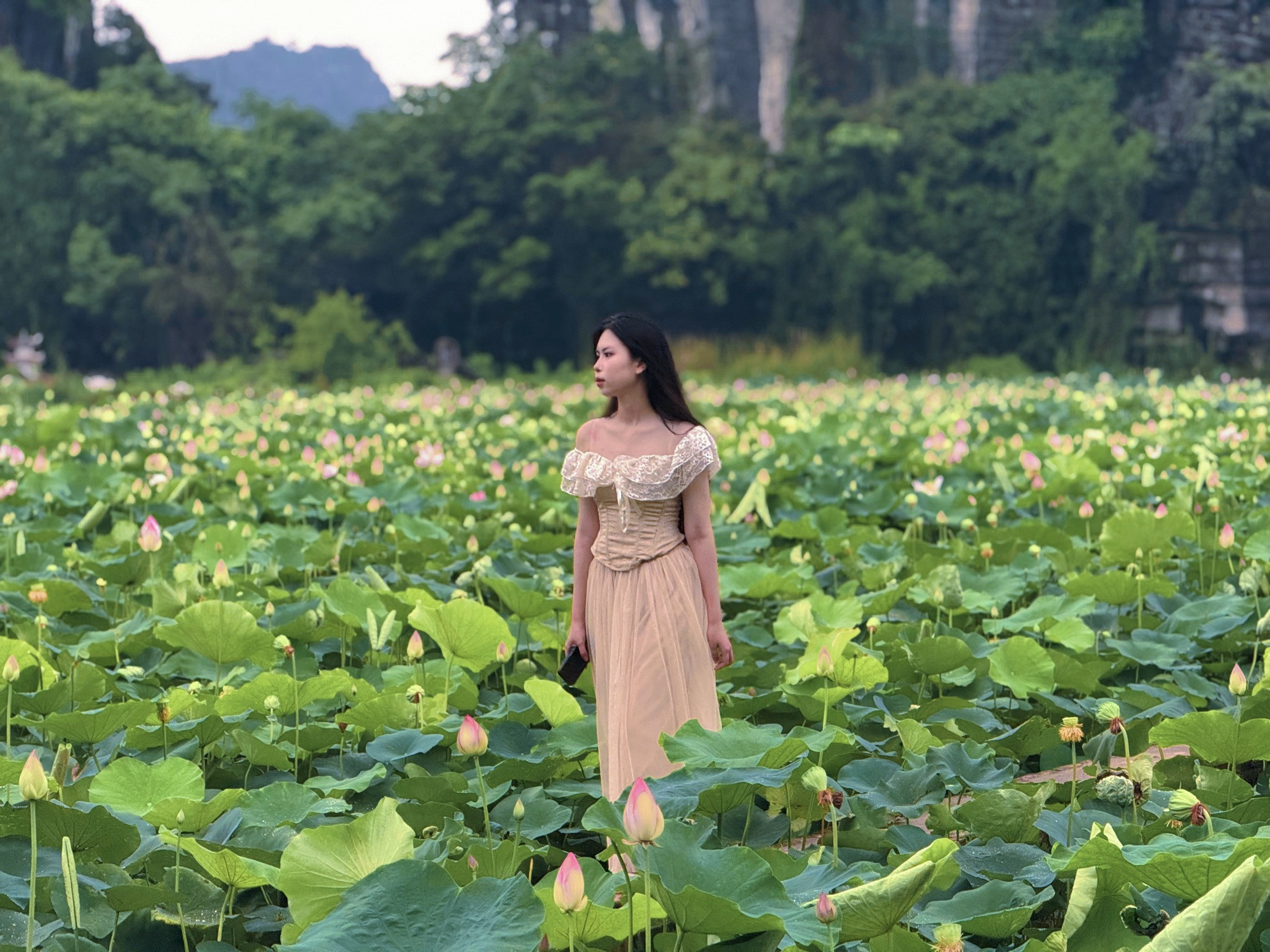 Đầm sen Hang Múa - Ảnh 22.