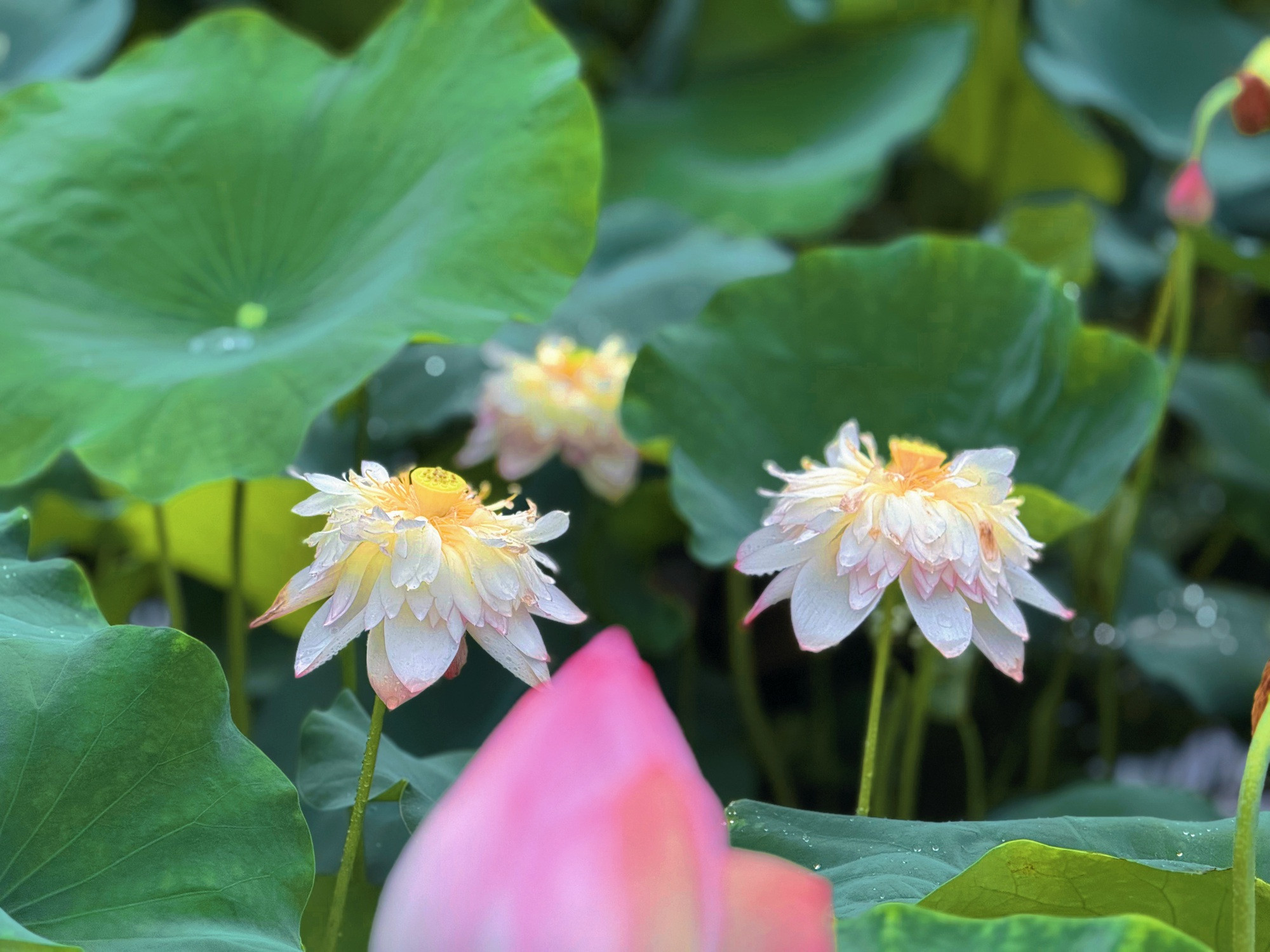 Đầm sen Hang Múa - Ảnh 9.